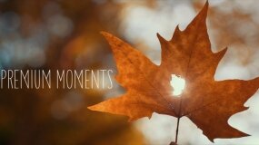 wedding, Wedding Day Story - Maxim Kovalchuk, St.-Petersburg